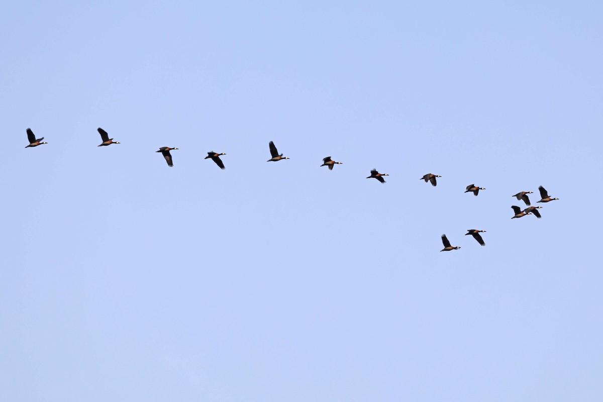 White-faced Whistling-Duck - ML646578091