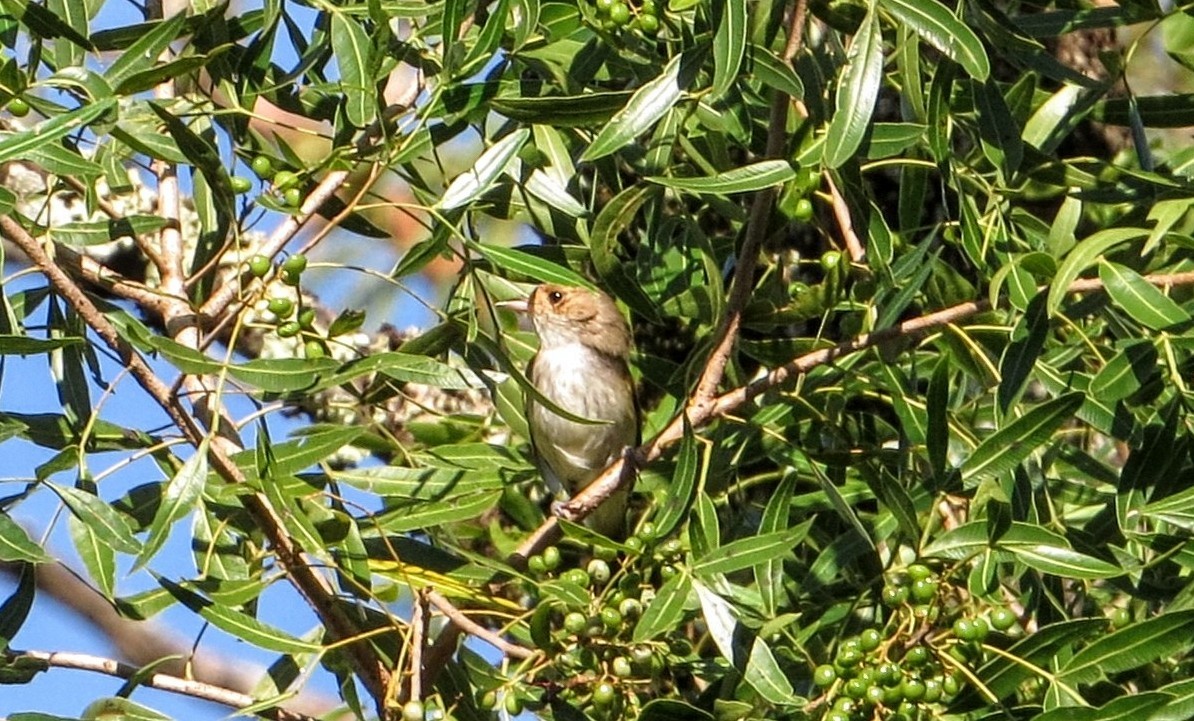Fulvous-crowned Scrub-Tyrant - ML646578095