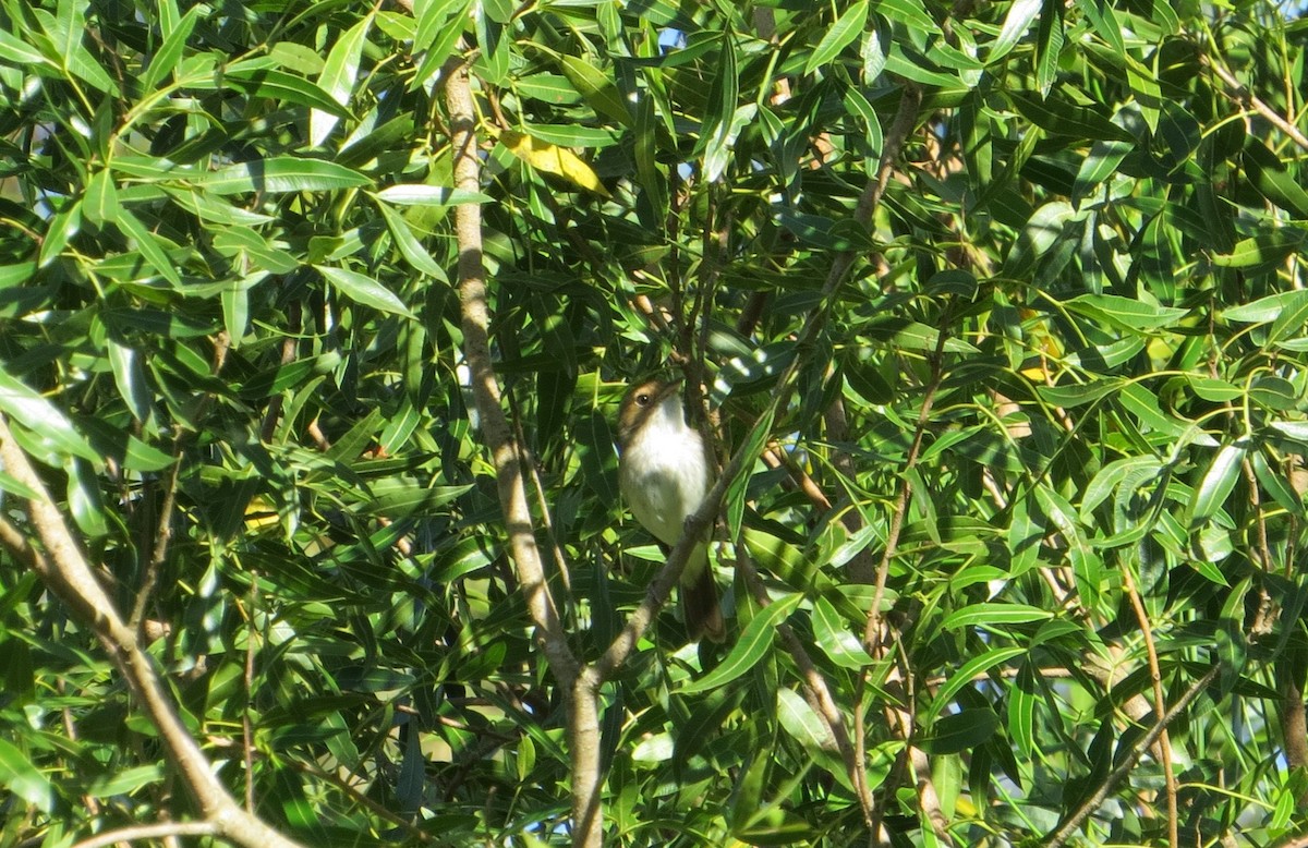 Fulvous-crowned Scrub-Tyrant - ML646578096