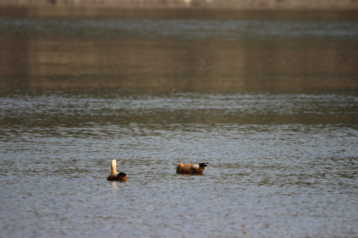 瀆鳧 - ML646578097