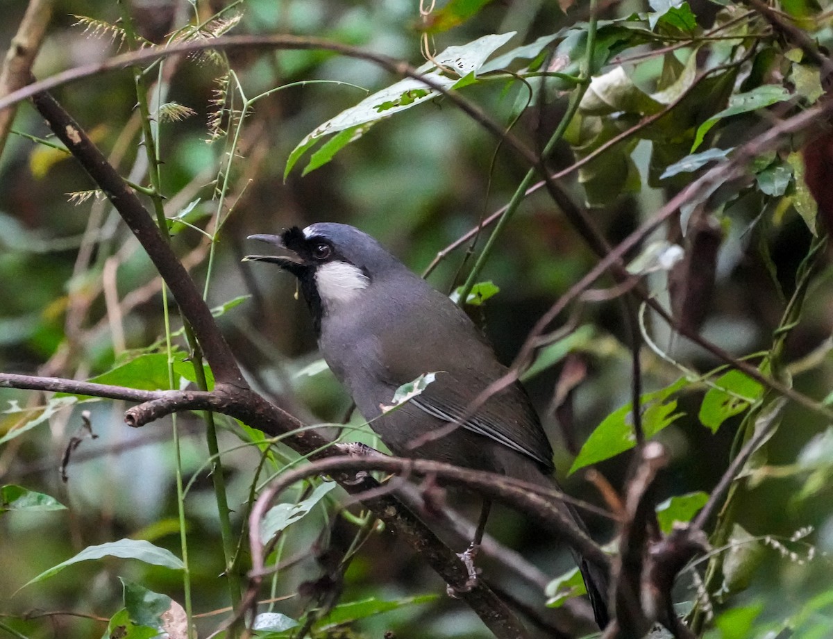 黑喉噪眉 - ML646578102