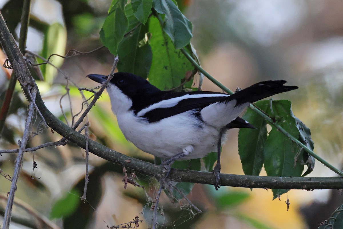 Gabon Boubou - ML646578103