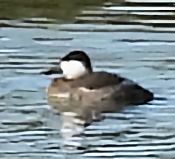 Ruddy Duck - ML646578106