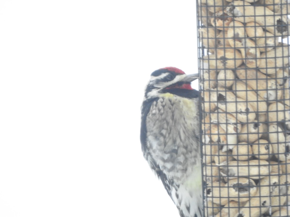 kanadasevjespett - ML646578110