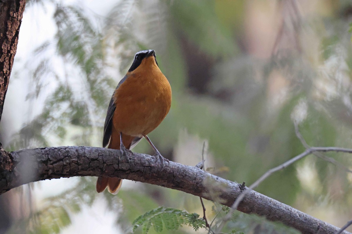 White-browed Robin-Chat - ML646578111
