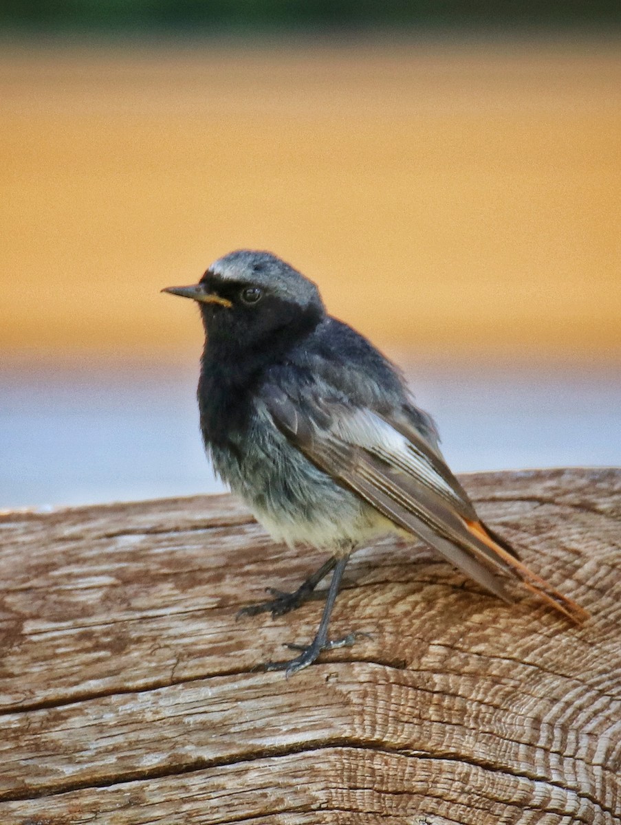 クロジョウビタキ - ML646578116