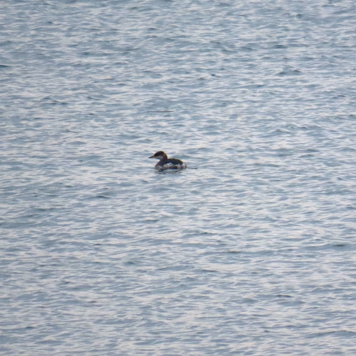 Red-necked Grebe - ML646578117