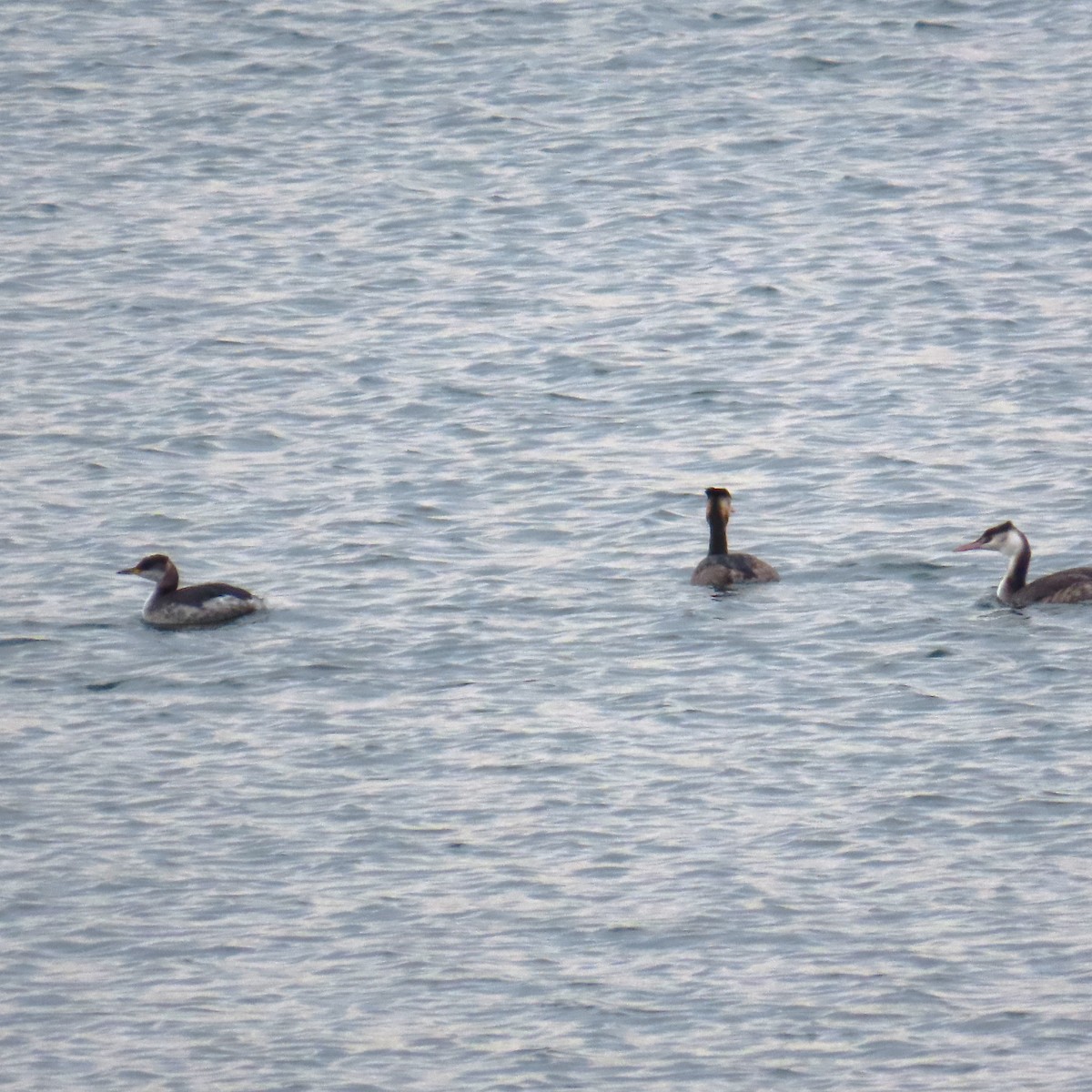 Red-necked Grebe - ML646578118