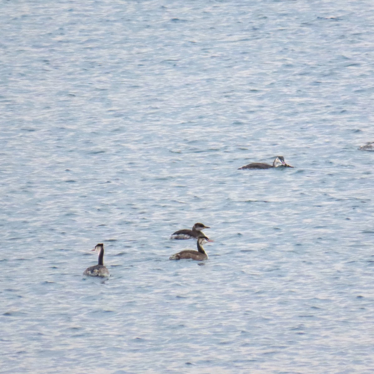 Red-necked Grebe - ML646578119