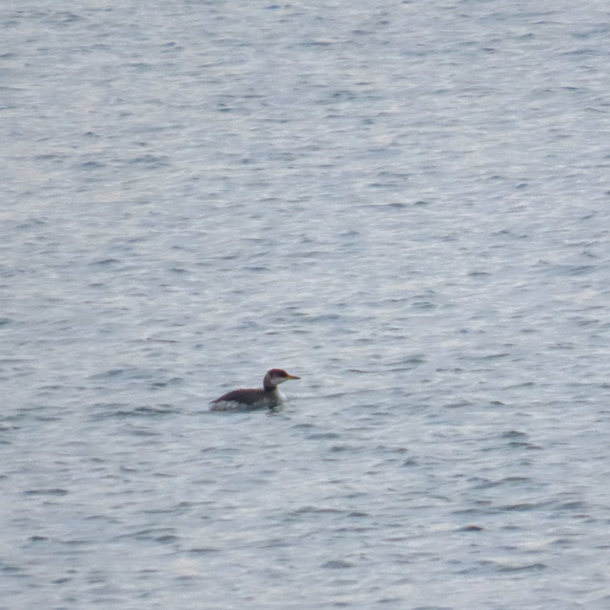 Red-necked Grebe - ML646578120