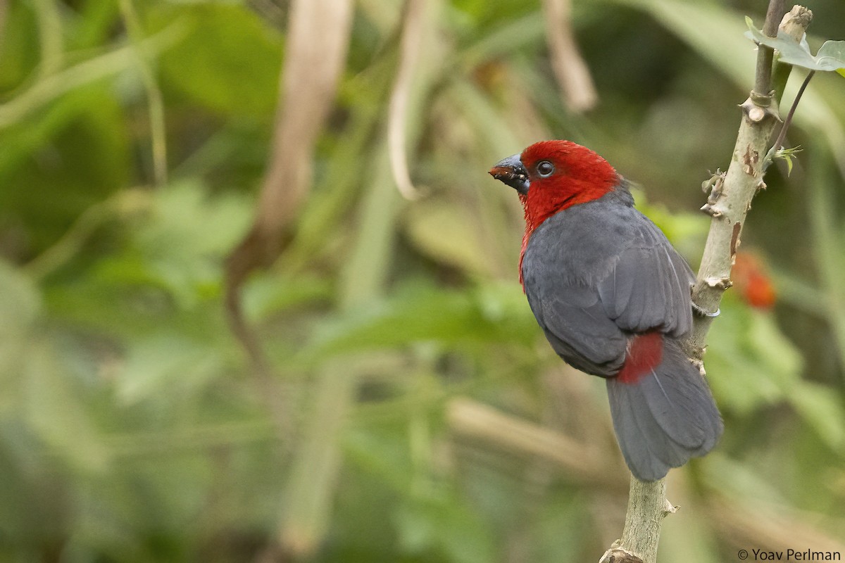 Estrilda Piquigorda Cabecirroja - ML646578121