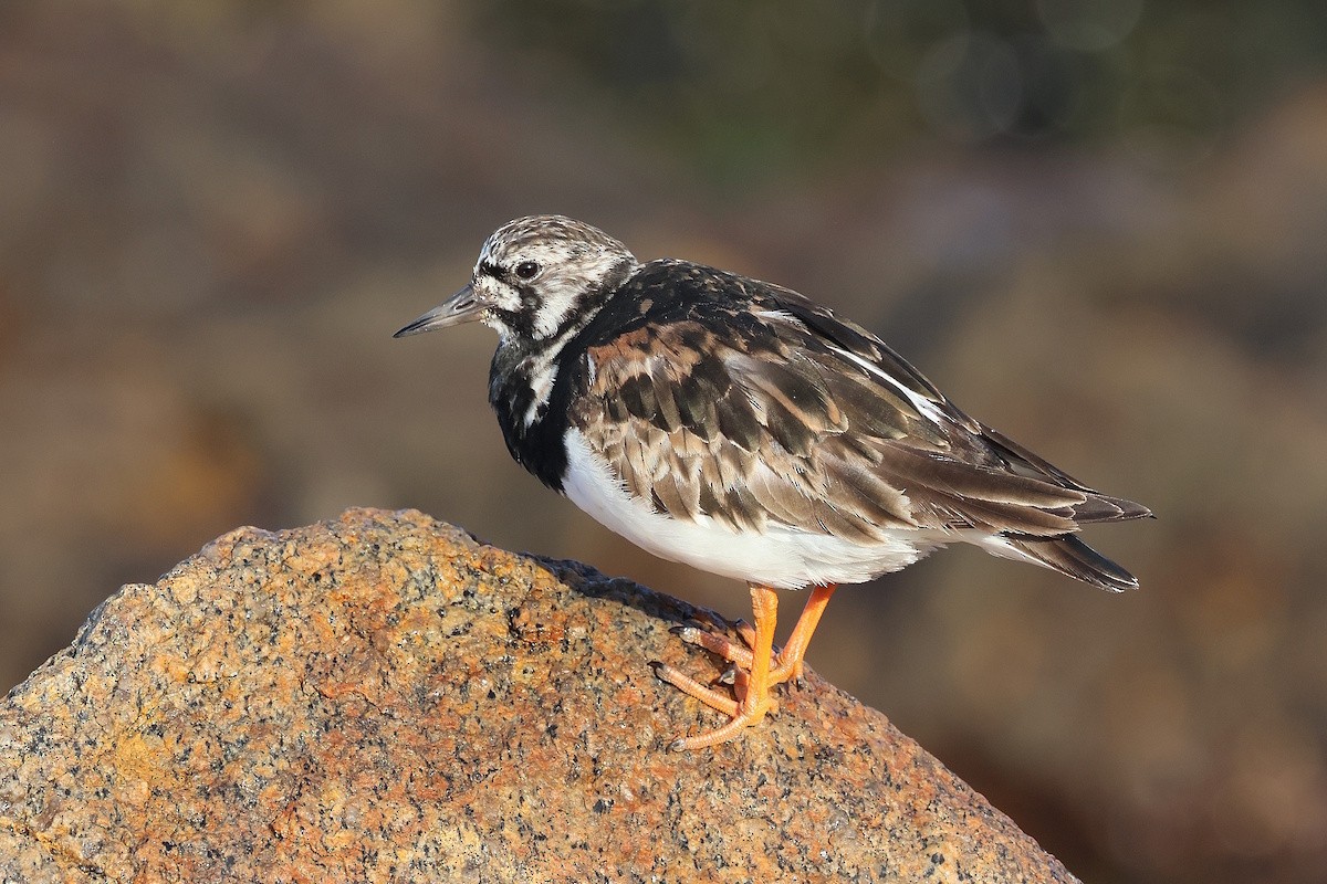 Voltapietre - ML646578122