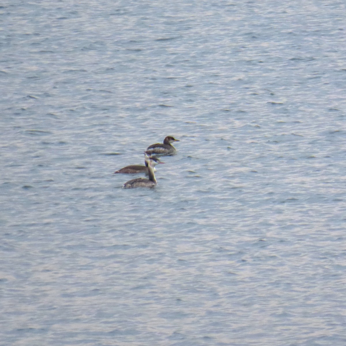 Great Crested Grebe - ML646578123
