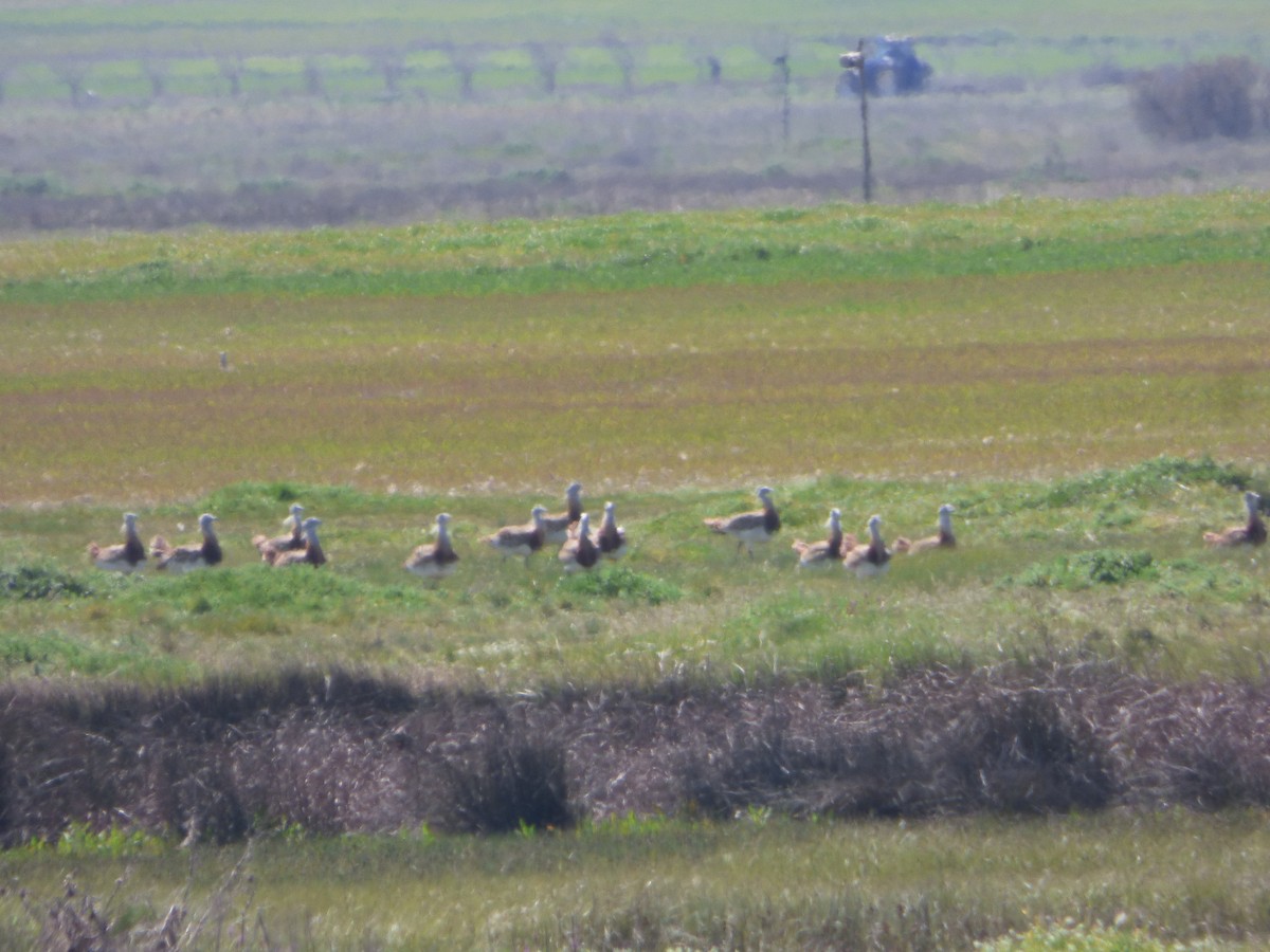 Great Bustard - ML646578126