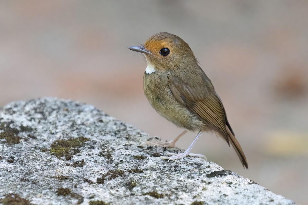 Rufous-browed Flycatcher - ML646578137