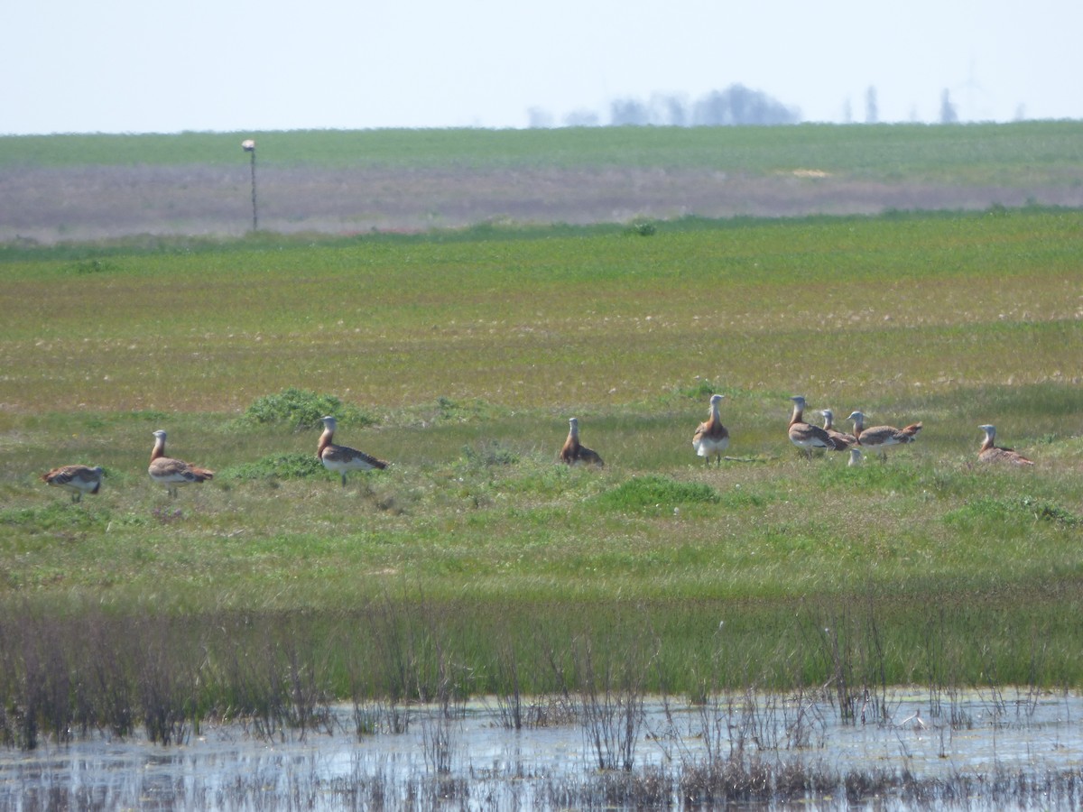 Great Bustard - ML646578138