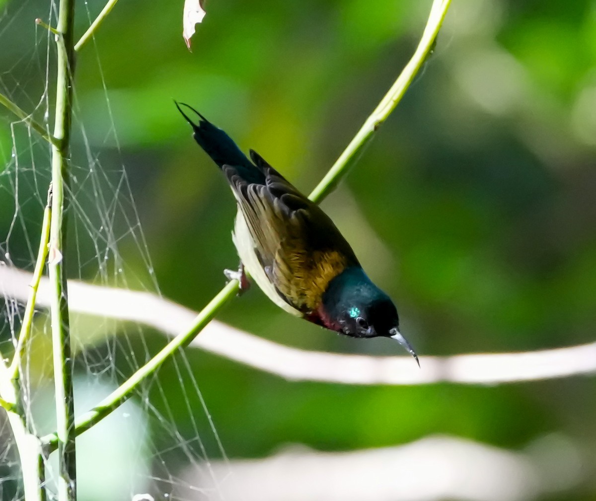 Fork-tailed Sunbird - ML646578139