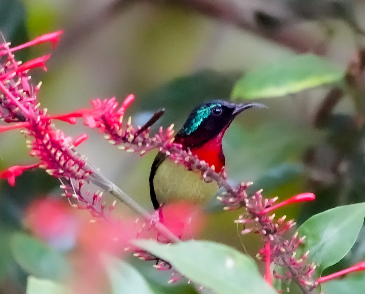 Fork-tailed Sunbird - ML646578140
