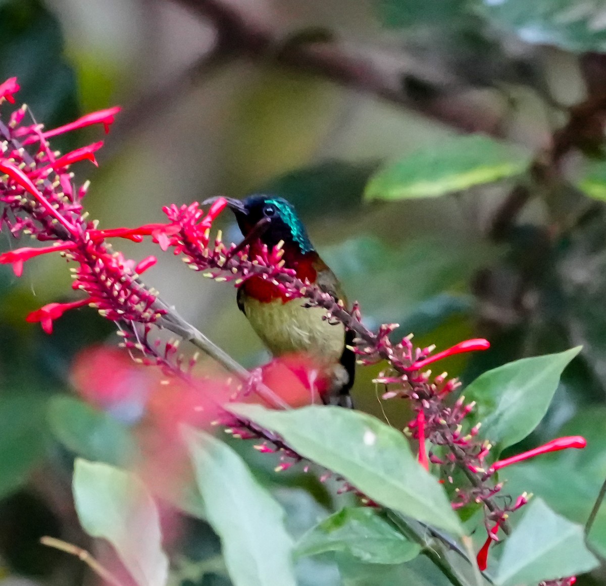 Fork-tailed Sunbird - ML646578141