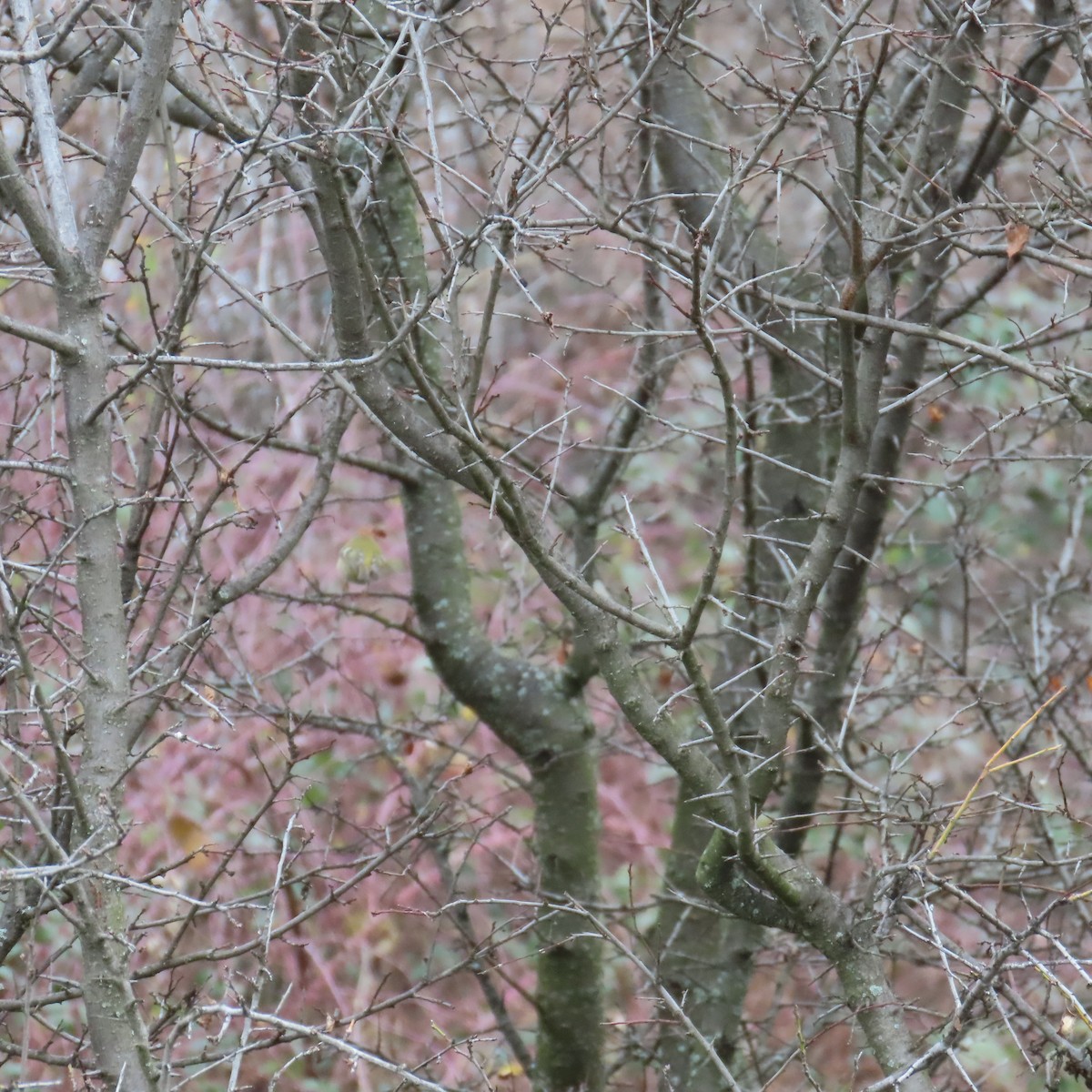 Goldcrest - ML646578142