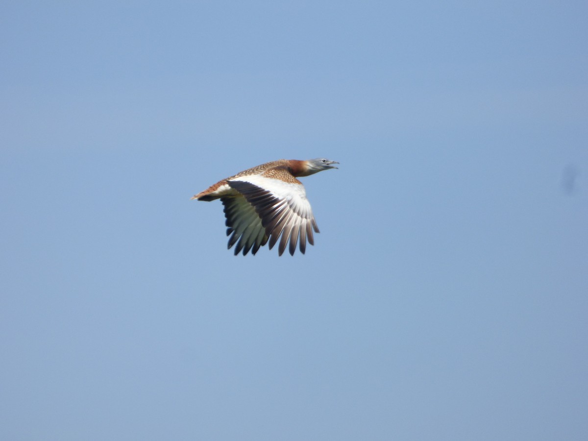 Great Bustard - ML646578143