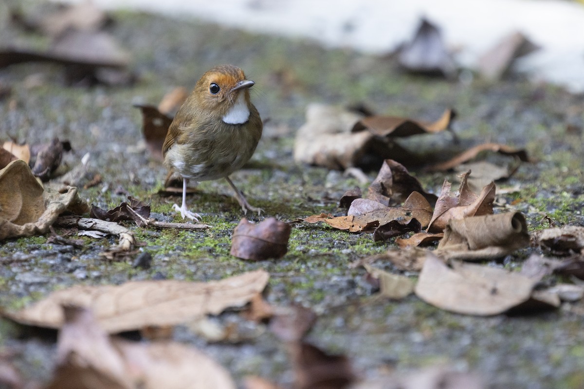 Rufous-browed Flycatcher - ML646578145