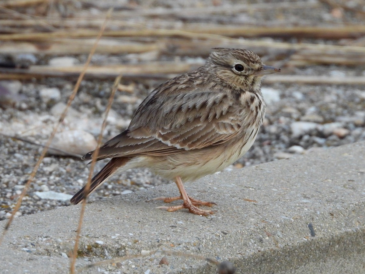 コバシカンムリヒバリ - ML646578146