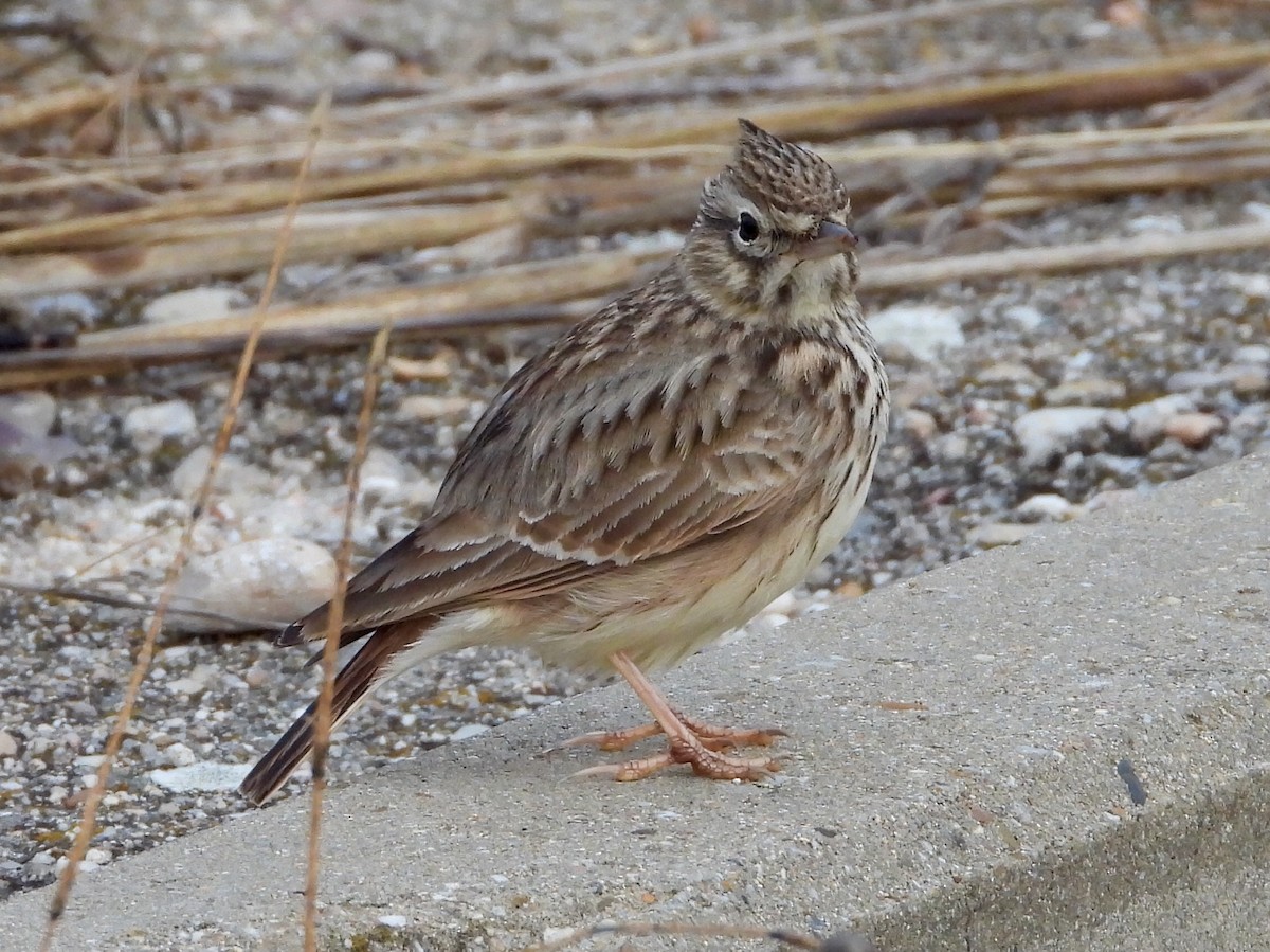 コバシカンムリヒバリ - ML646578147