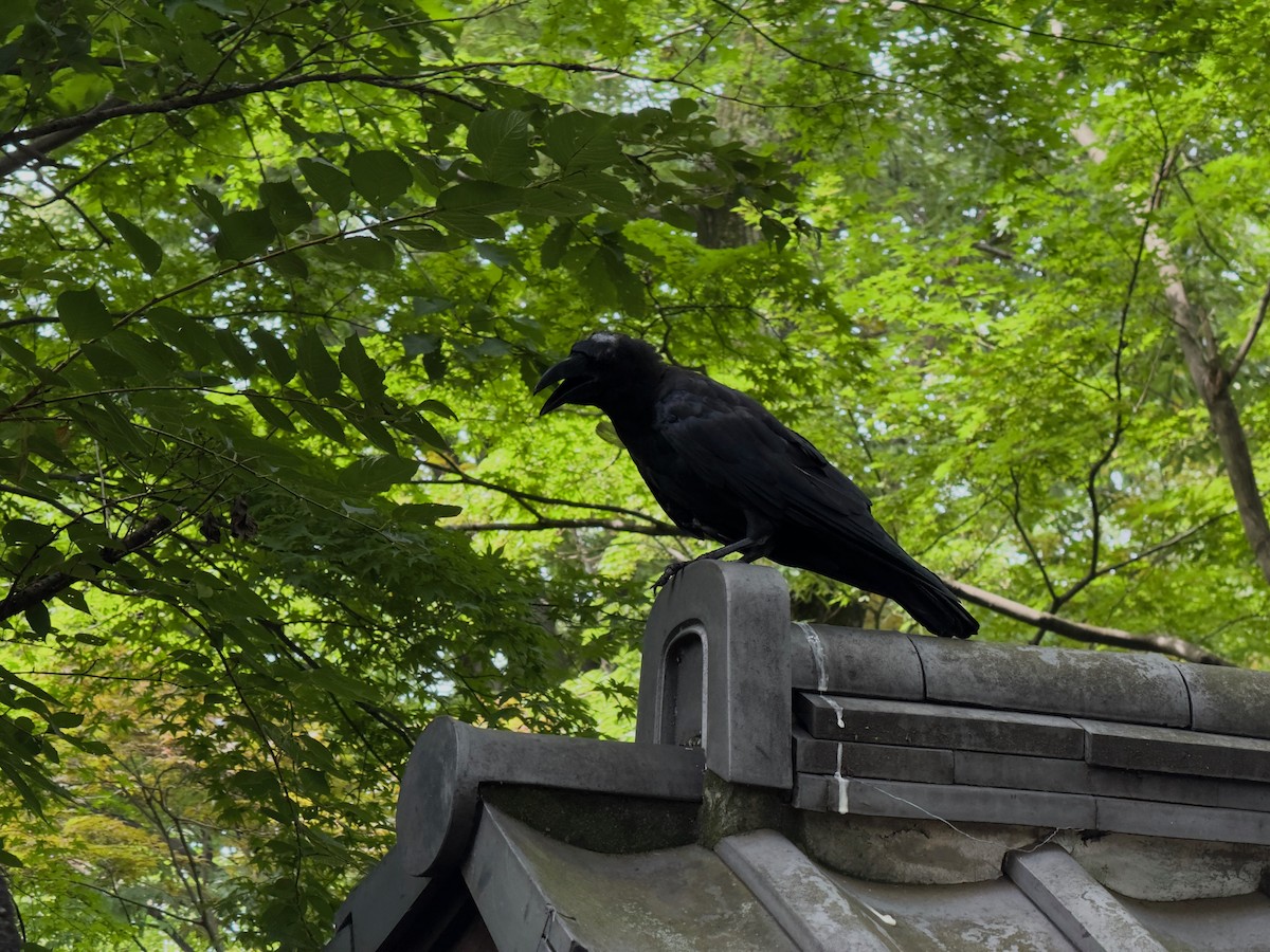 Ворона великодзьоба - ML646578149