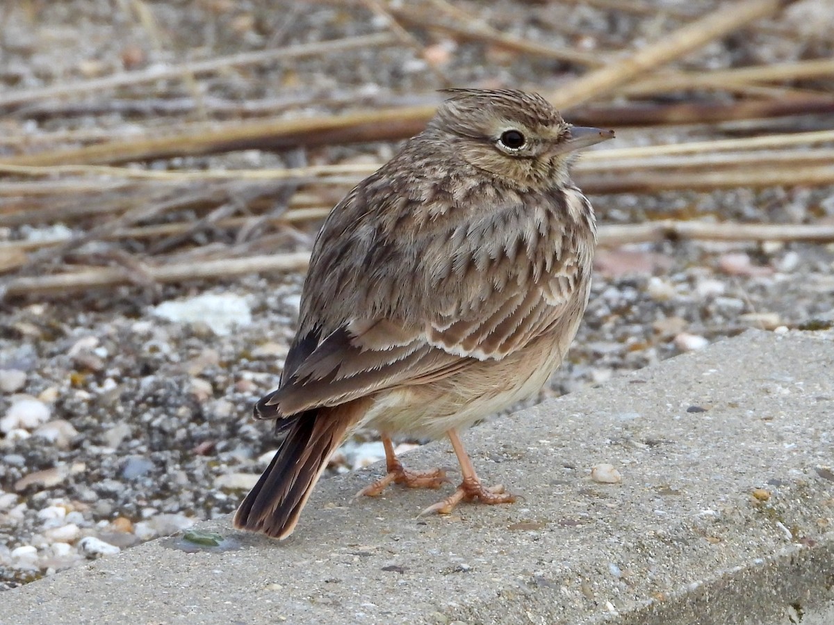 コバシカンムリヒバリ - ML646578150