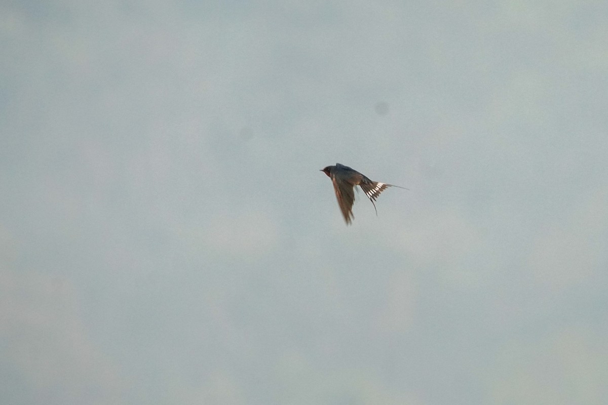 Barn Swallow - ML646578151