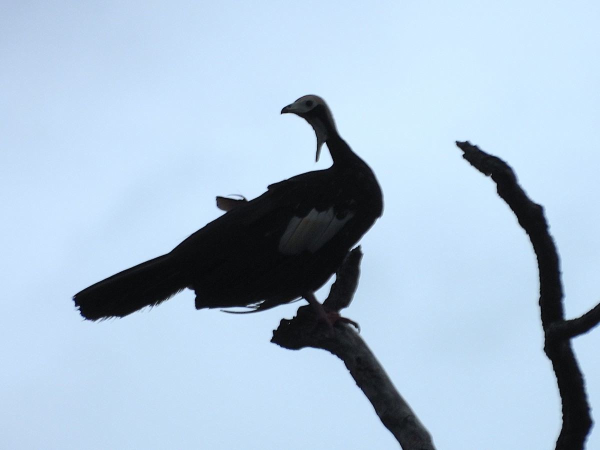 White-throated Piping-Guan - ML646578152