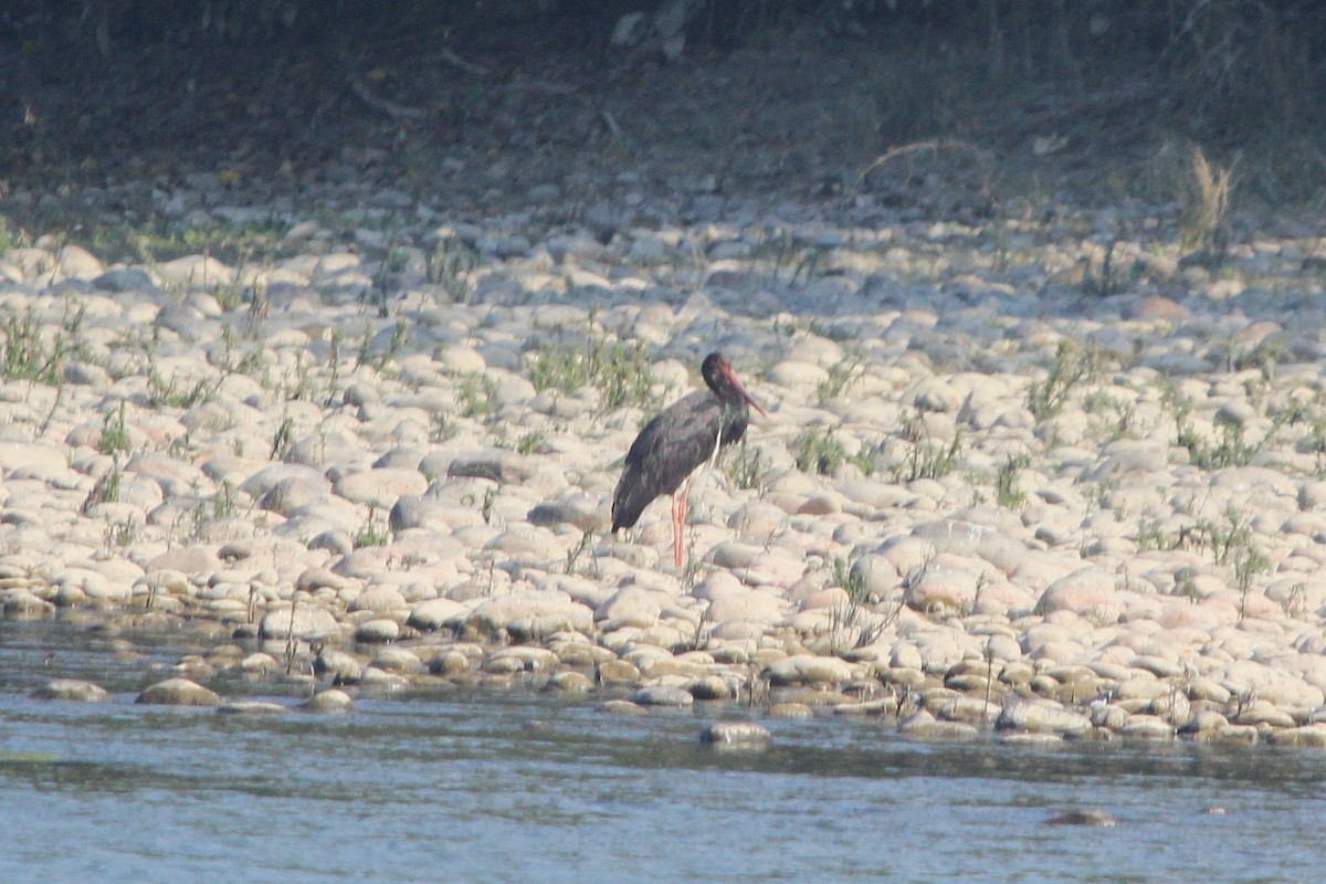 Black Stork - ML646578153