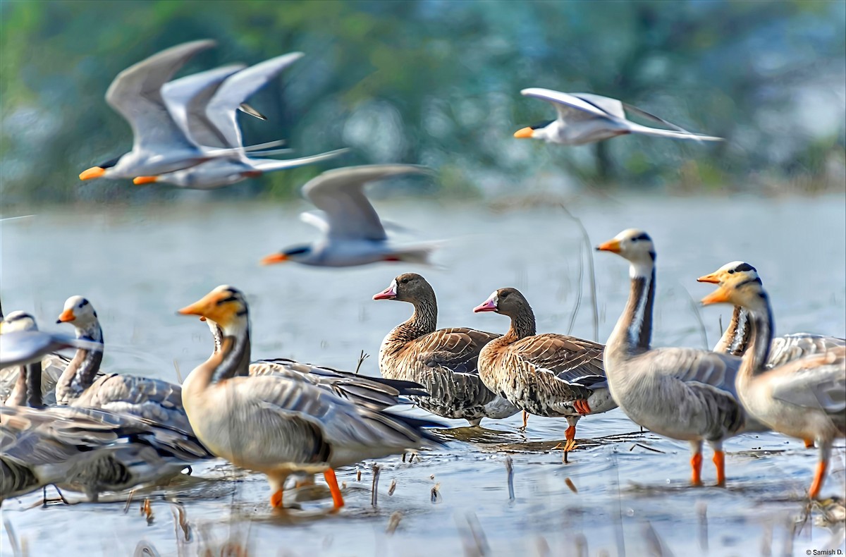 Greater White-fronted Goose - ML646578154