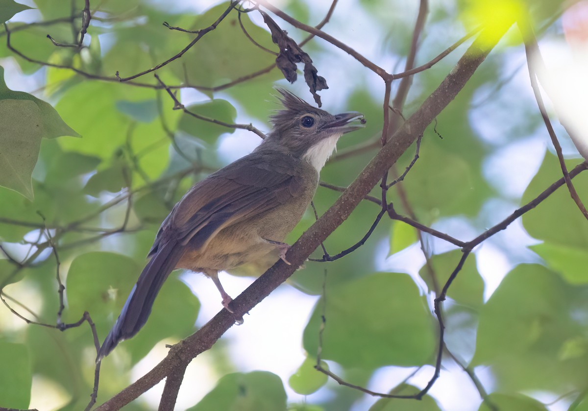 Ochraceous Bulbul - ML646578155