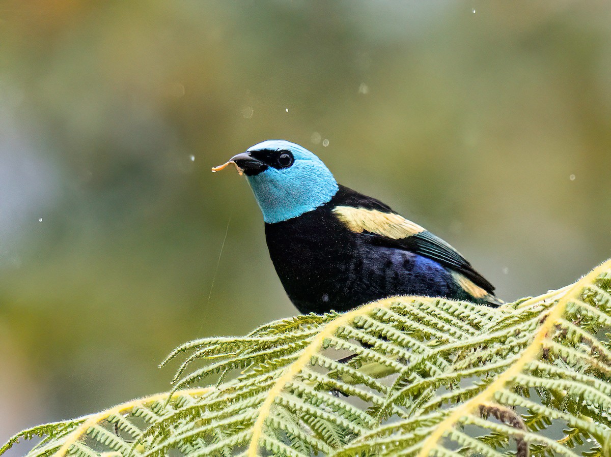 Танагра блакитношия - ML646578156