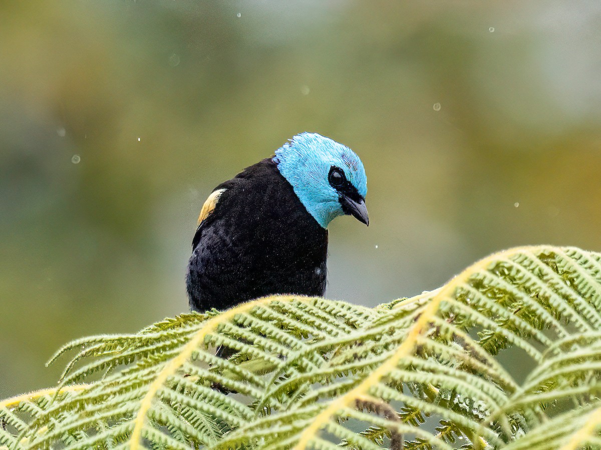 Танагра блакитношия - ML646578157