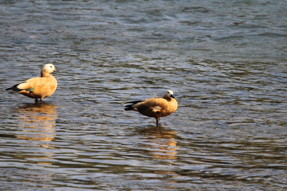 Ruddy Shelduck - ML646578158