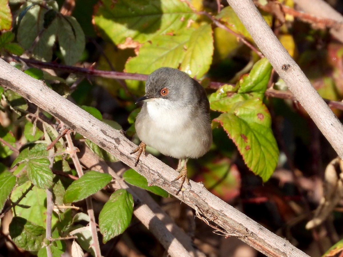 Txinbo burubeltza - ML646578159