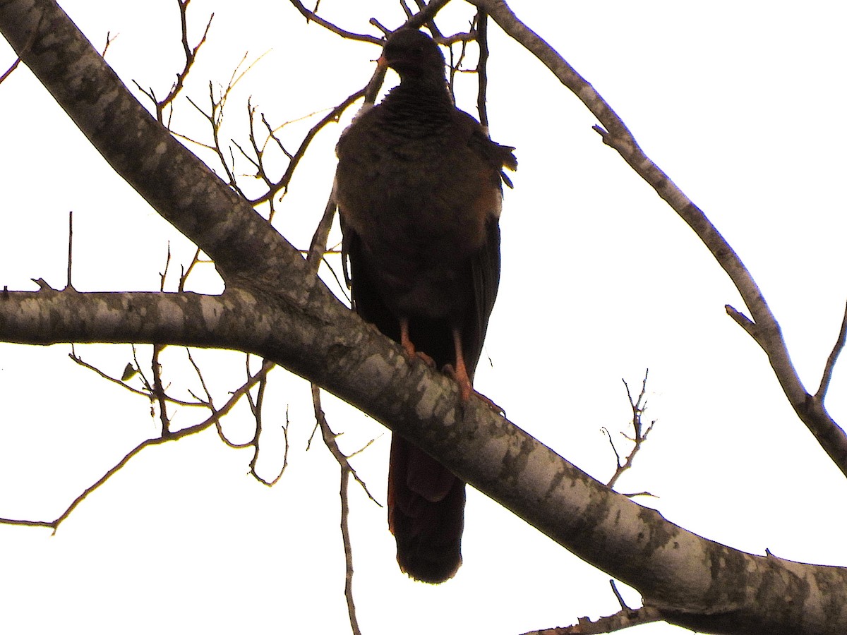 Chaco Chachalaca - ML646578161