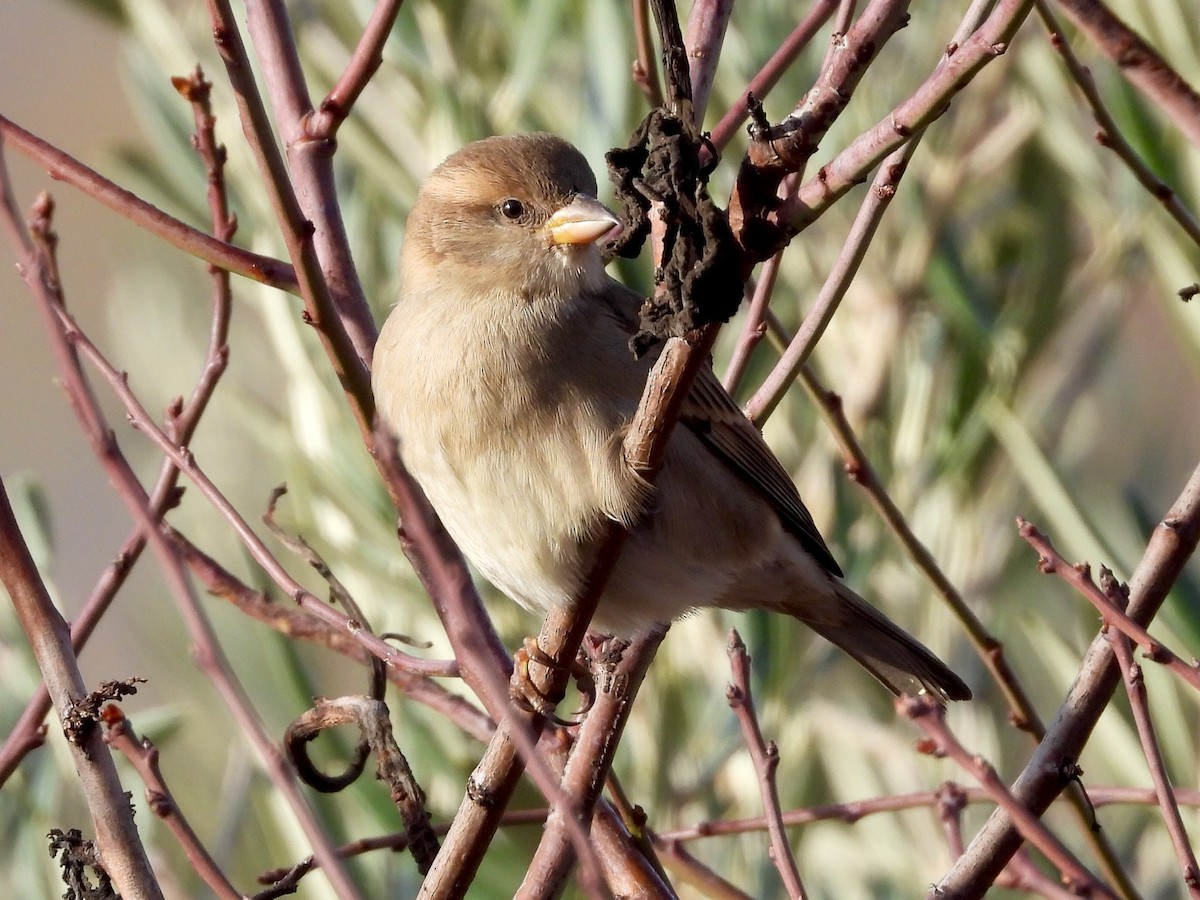 スペインスズメ - ML646578170