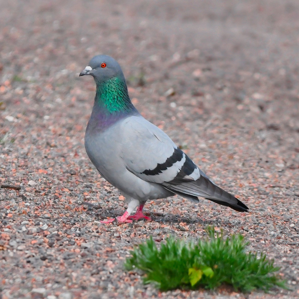 Rock Pigeon (Feral Pigeon) - ML646578175