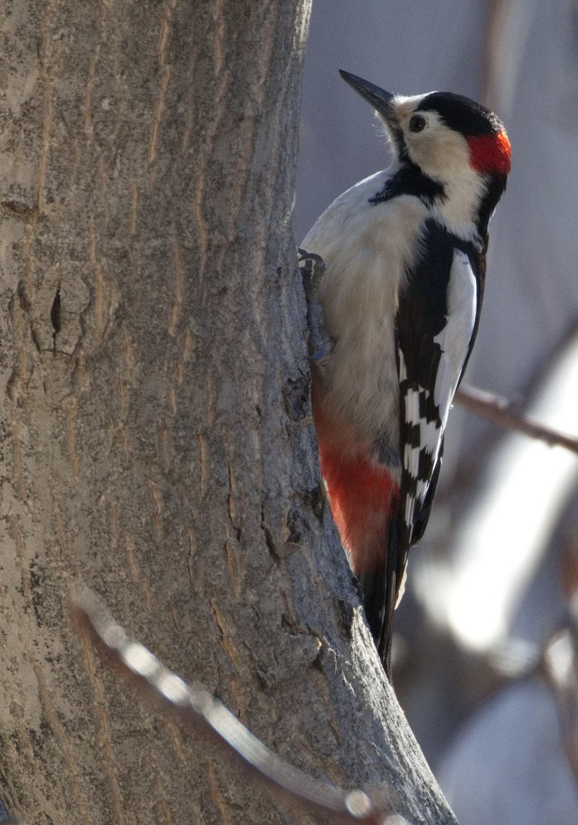 strakapoud jižní - ML646578181