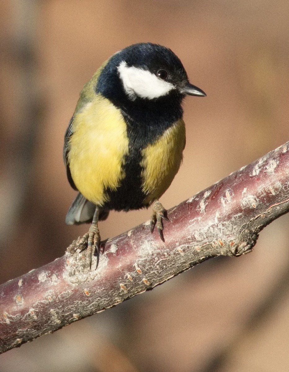 sýkora koňadra - ML646578182