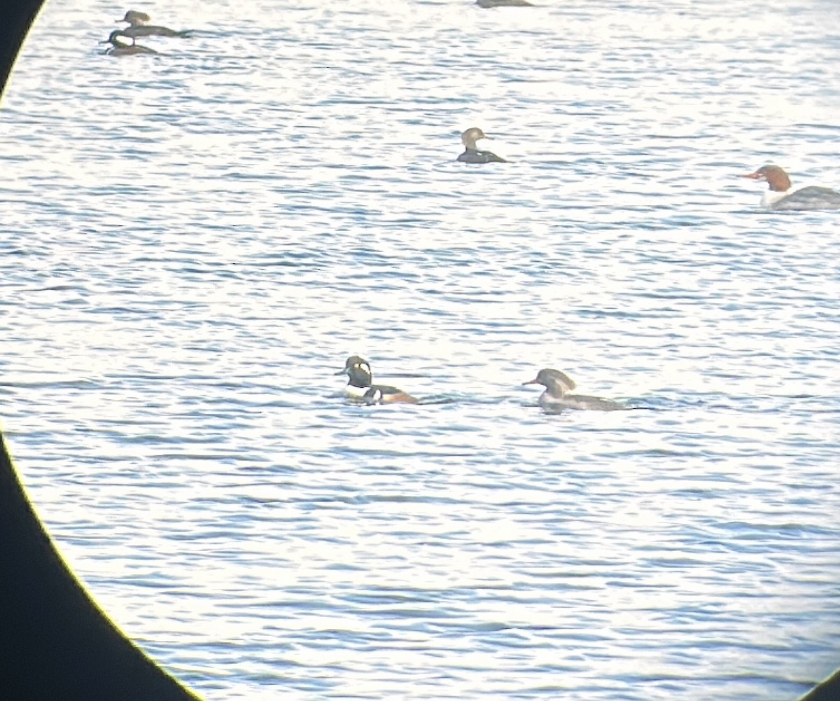 Hooded Merganser - ML646578184