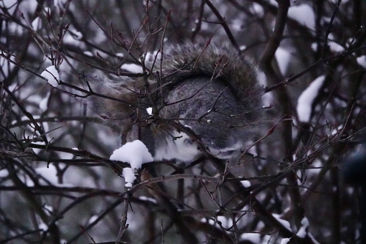 סנאי אפור - ML646578185