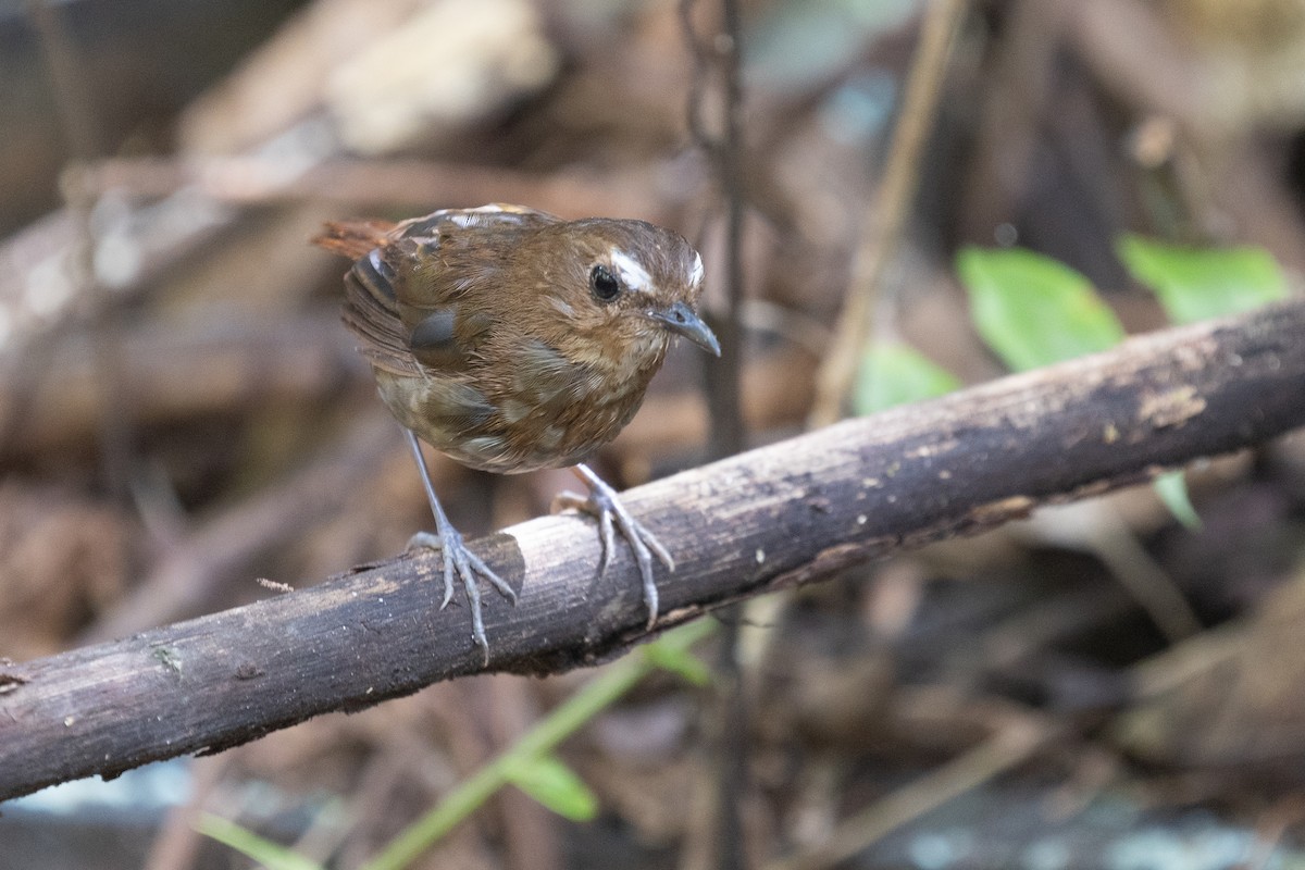 Lesser Shortwing - ML646578187