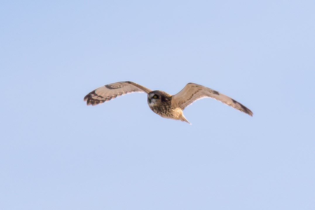 Short-eared Owl - ML646578189
