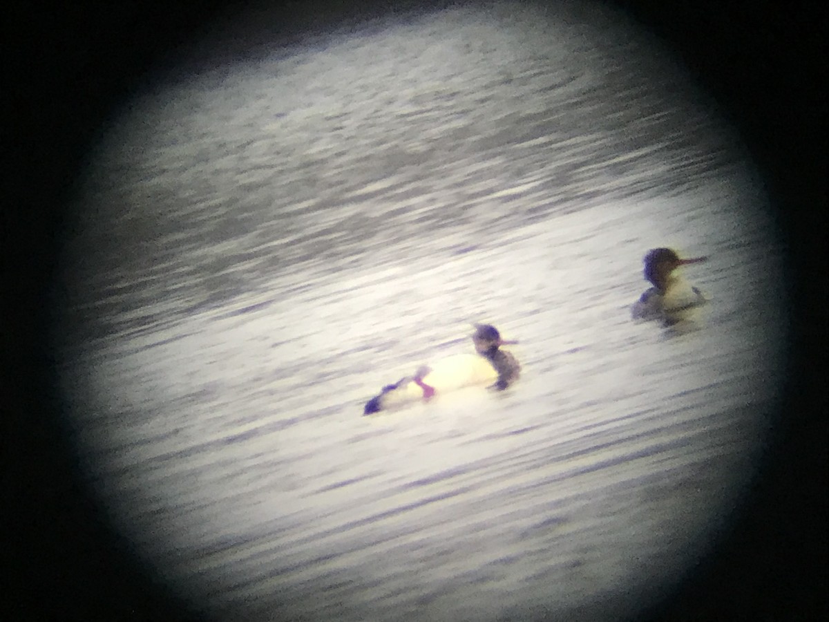 Red-breasted Merganser - ML646578190