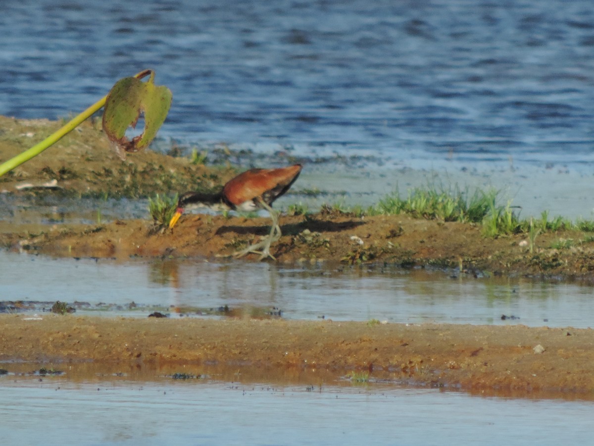 Jakana hegoamerikarra - ML646578191